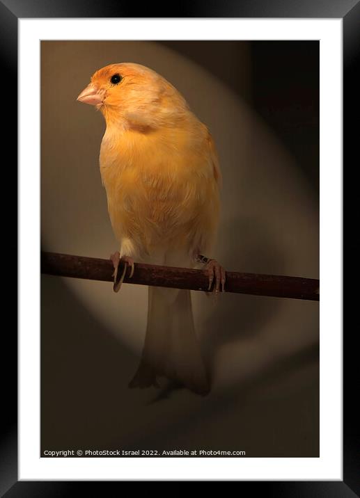 Canary (Serinus canaria)  Framed Mounted Print by PhotoStock Israel