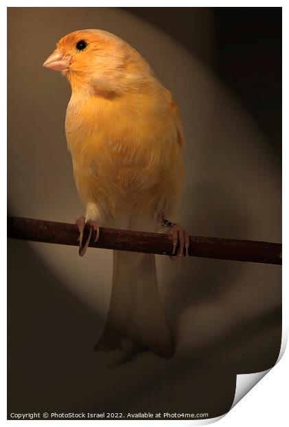 Canary (Serinus canaria)  Print by PhotoStock Israel