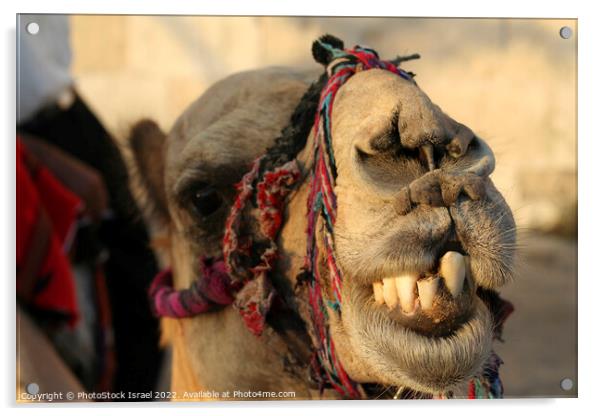 portrait of a camel Acrylic by PhotoStock Israel