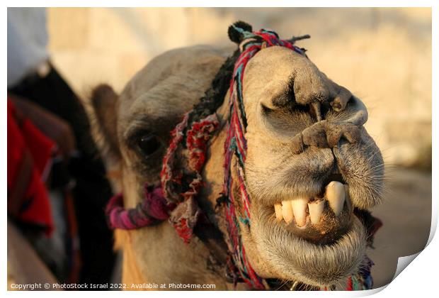 portrait of a camel Print by PhotoStock Israel