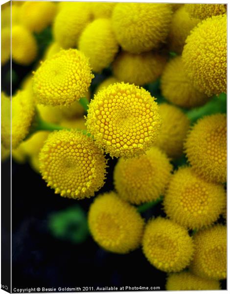 Common Tansy Canvas Print by Bessie Goldsmith