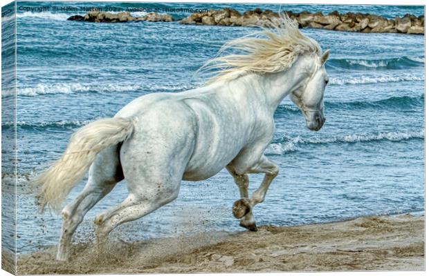 Freedom on the Beach Canvas Print by Helkoryo Photography