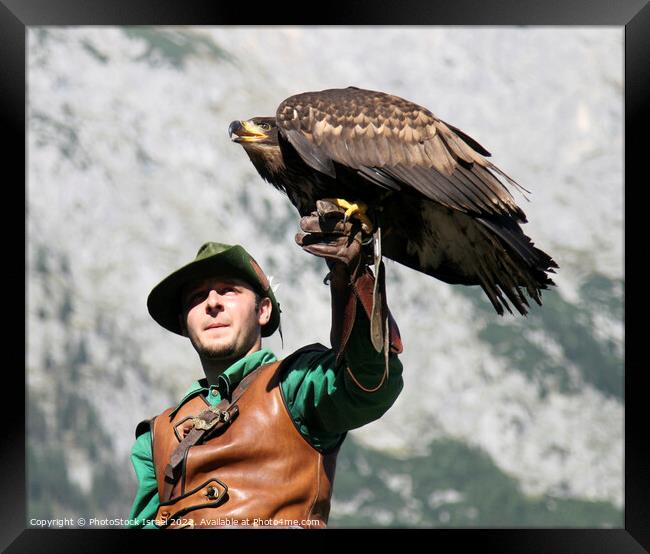 Austria falcon show Framed Print by PhotoStock Israel