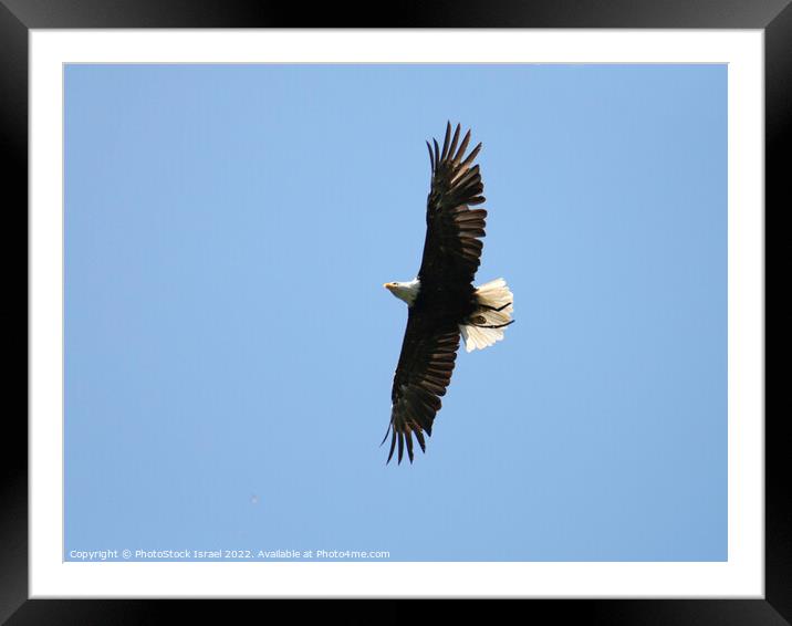 Austria Eagle Framed Mounted Print by PhotoStock Israel
