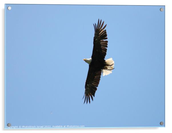 Austria Eagle Acrylic by PhotoStock Israel