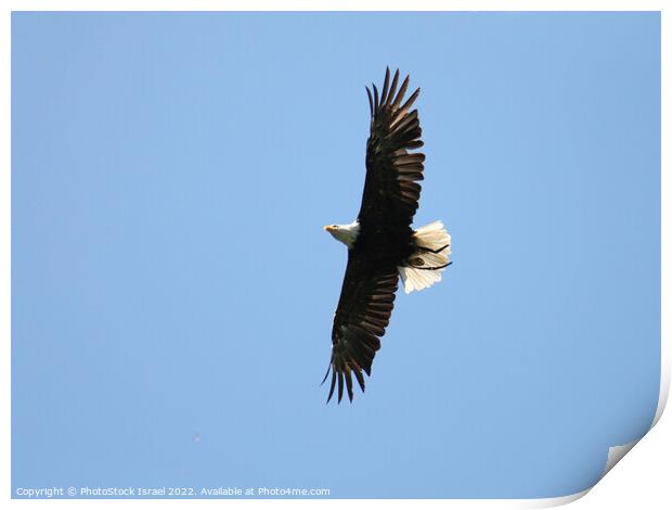 Austria Eagle Print by PhotoStock Israel