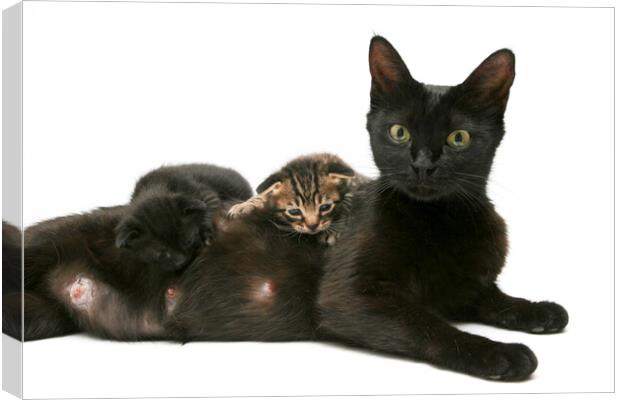 Mother cat feeding 3 of her kittens Canvas Print by PhotoStock Israel