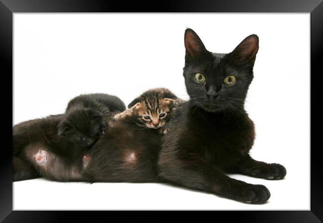 Mother cat feeding 3 of her kittens Framed Print by PhotoStock Israel