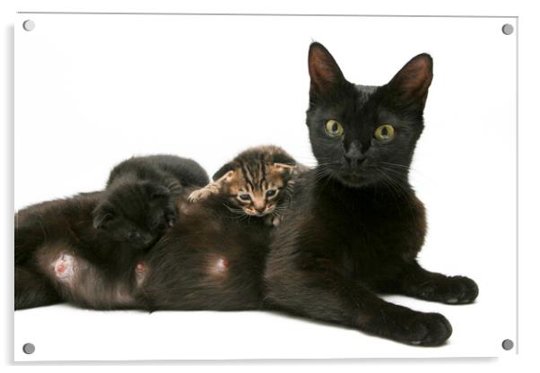 Mother cat feeding 3 of her kittens Acrylic by PhotoStock Israel