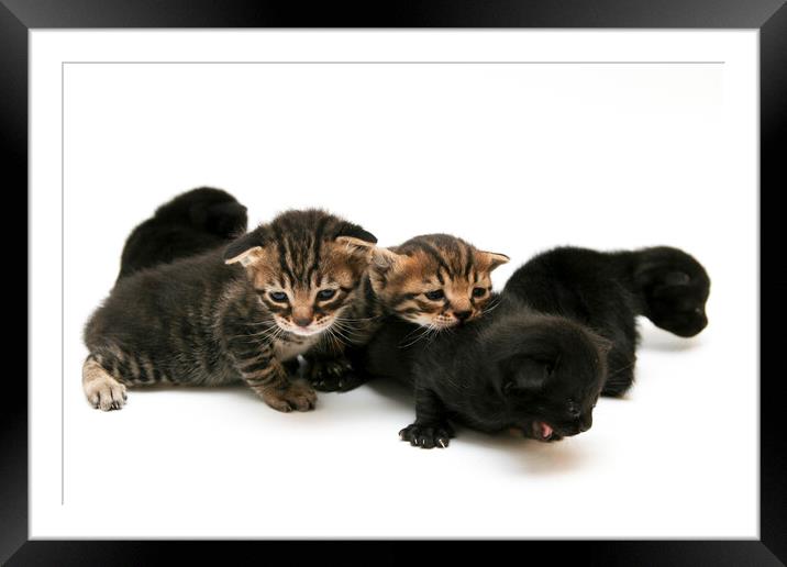 one week old kittens Framed Mounted Print by PhotoStock Israel