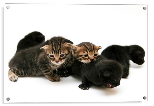 one week old kittens Acrylic by PhotoStock Israel