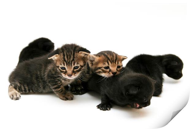 one week old kittens Print by PhotoStock Israel