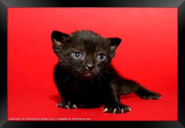 kitten  Framed Print by PhotoStock Israel