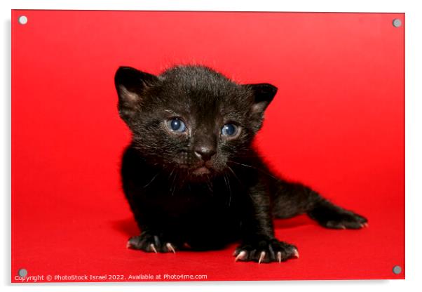 kitten  Acrylic by PhotoStock Israel