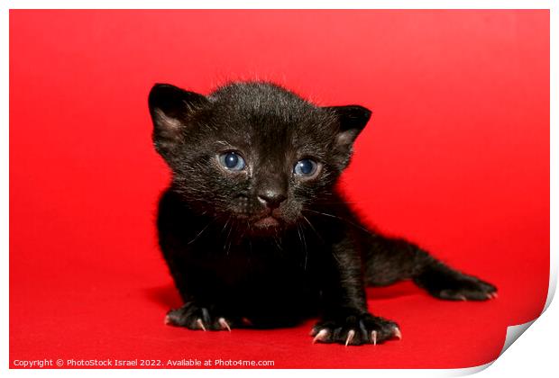 kitten  Print by PhotoStock Israel