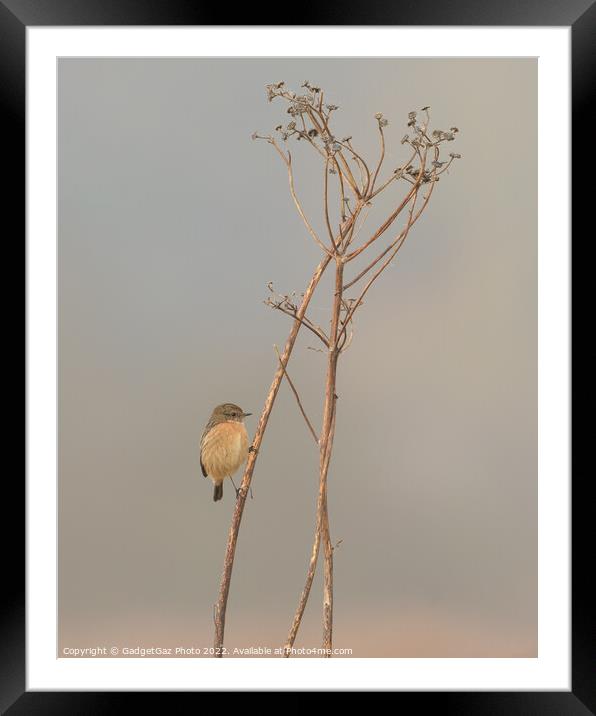 Stonechat (Female) Framed Mounted Print by GadgetGaz Photo