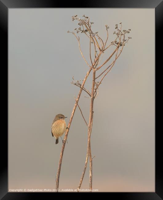 Stonechat (Female) Framed Print by GadgetGaz Photo