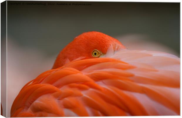 Peeking Flamingo Canvas Print by rawshutterbug 