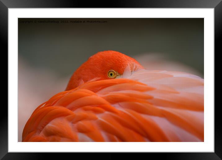 Peeking Flamingo Framed Mounted Print by rawshutterbug 