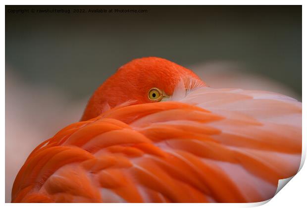 Peeking Flamingo Print by rawshutterbug 