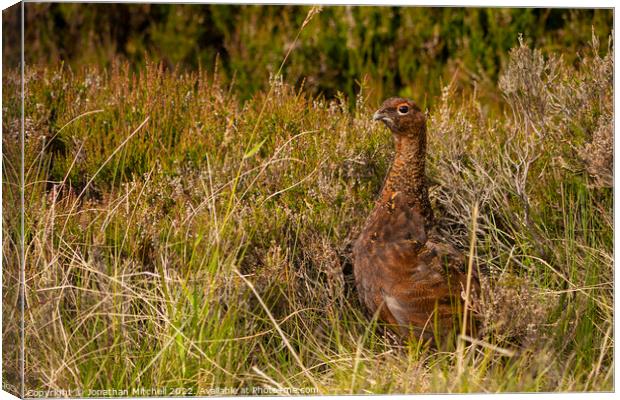 Red Grouse Cairngorms National Park Scotland Canvas Print by Jonathan Mitchell