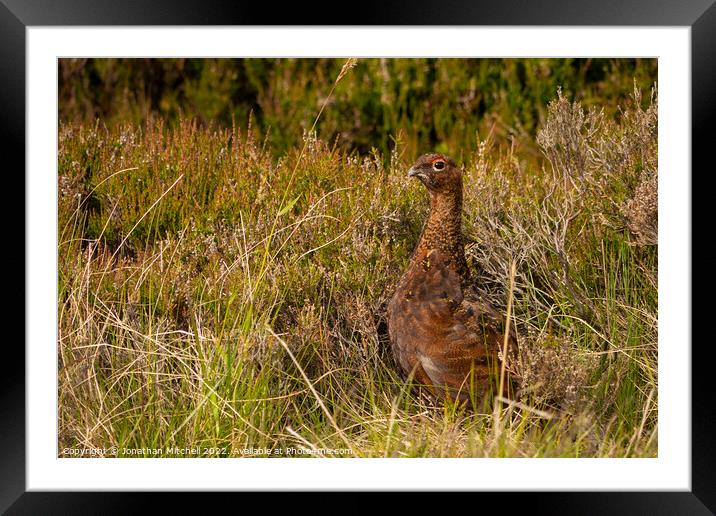 Red Grouse Cairngorms National Park Scotland Framed Mounted Print by Jonathan Mitchell