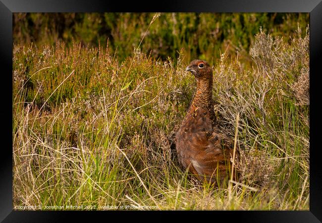 Red Grouse Cairngorms National Park Scotland Framed Print by Jonathan Mitchell