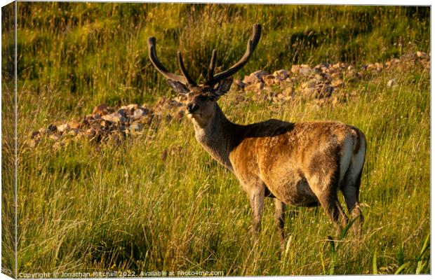 Red Deer Stag Scottish Highlands Sutherland Scotland Canvas Print by Jonathan Mitchell