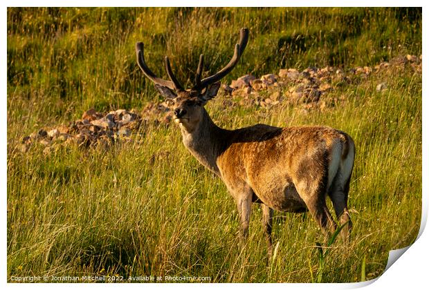 Red Deer Stag Scottish Highlands Sutherland Scotland Print by Jonathan Mitchell
