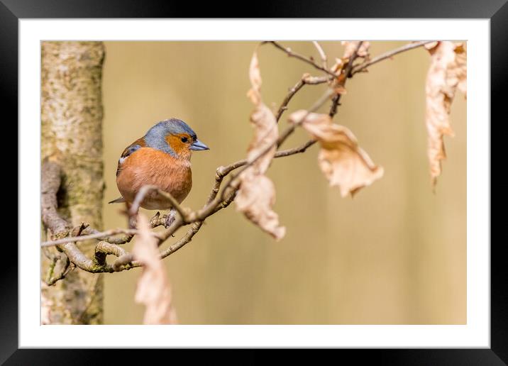 Chaffinch (Fringilla coelebs) Framed Mounted Print by chris smith