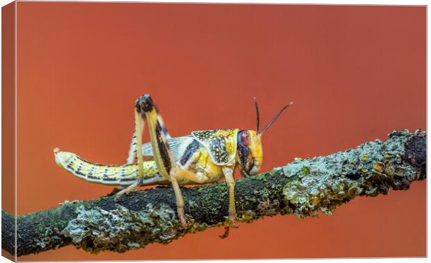 Locusts Canvas Print by chris smith