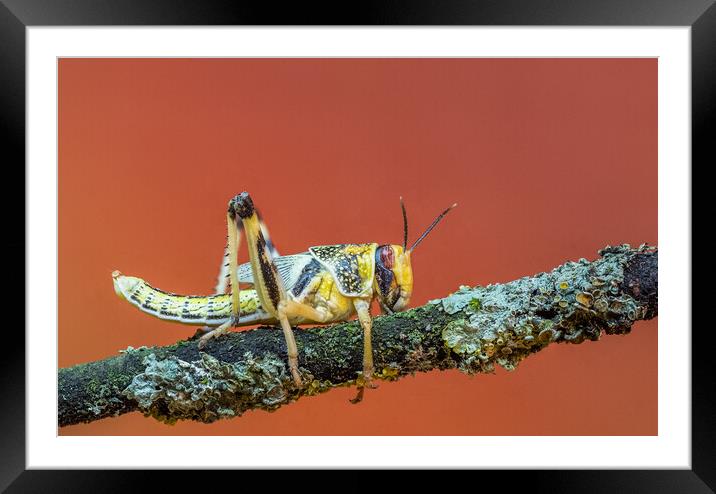 Locusts Framed Mounted Print by chris smith