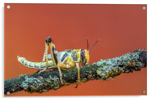Locusts Acrylic by chris smith