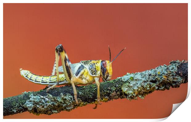 Locusts Print by chris smith