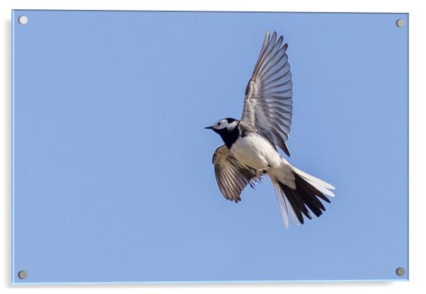 Pied wagtail (Motacilla alba) Acrylic by chris smith