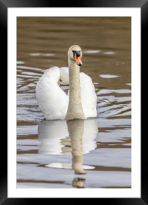 Mute swan (Cygnus olor) Framed Mounted Print by chris smith