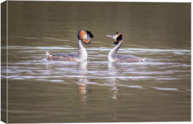 Great crested grebe (Podiceps cristatus) Canvas Print by chris smith