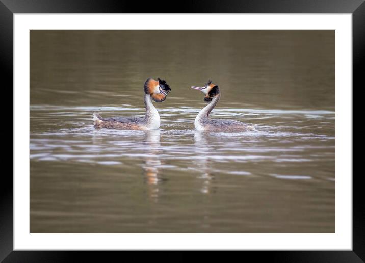 Great crested grebe (Podiceps cristatus) Framed Mounted Print by chris smith