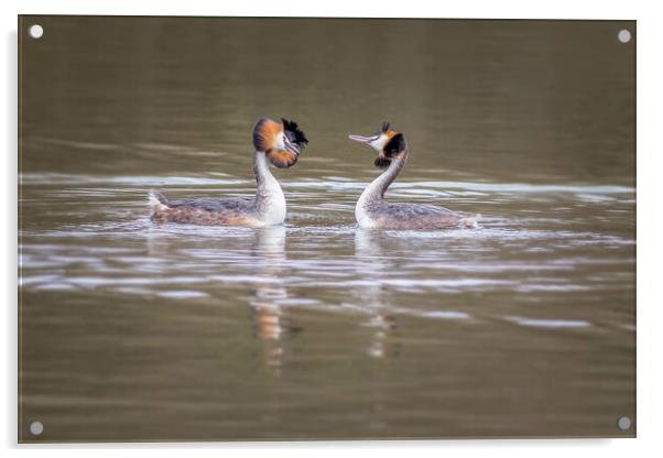 Great crested grebe (Podiceps cristatus) Acrylic by chris smith