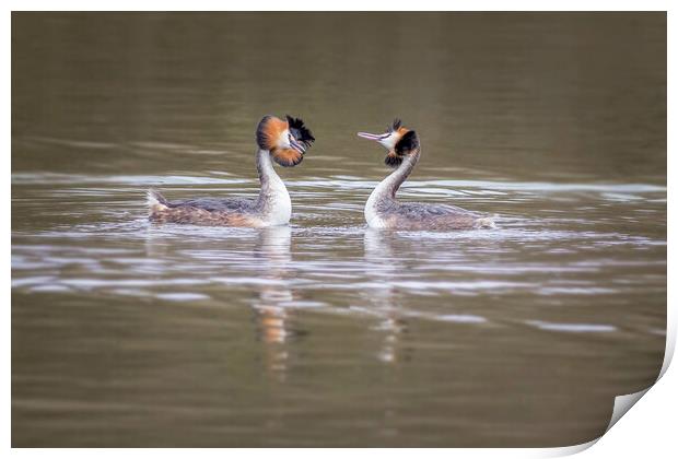 Great crested grebe (Podiceps cristatus) Print by chris smith