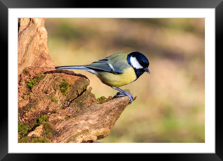 Great Tit (Parus major) Framed Mounted Print by chris smith