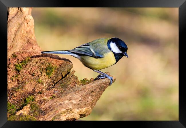 Great Tit (Parus major) Framed Print by chris smith