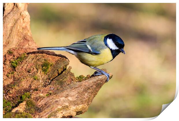 Great Tit (Parus major) Print by chris smith