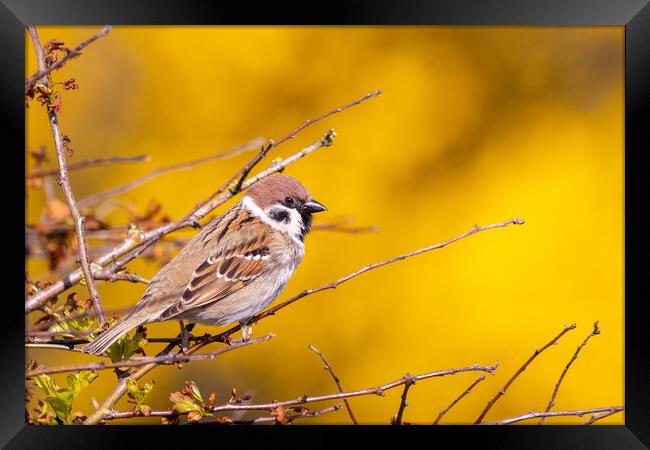 Tree sparrow (Passer montanus) Framed Print by chris smith