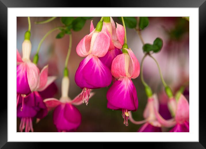 Fuchsia Framed Mounted Print by chris smith