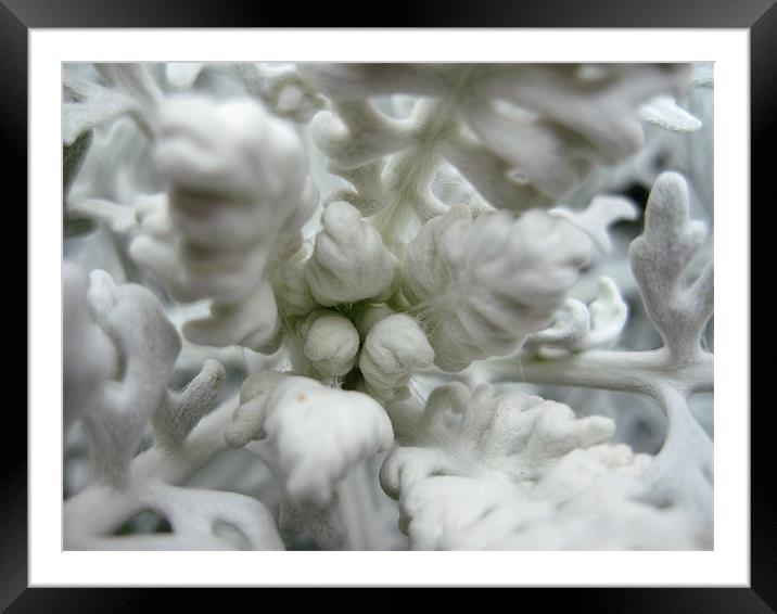 Dusty Miller Framed Mounted Print by Bessie Goldsmith