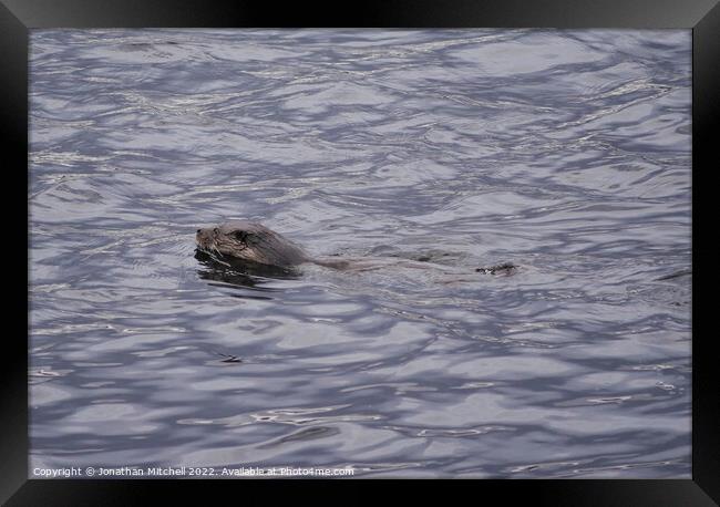 Otter Kyle of Sutherland Scotland UK Framed Print by Jonathan Mitchell