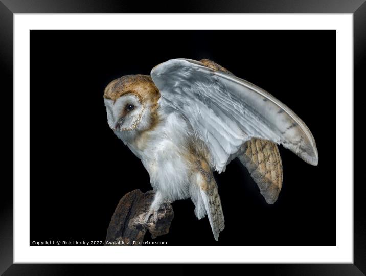 Barn Owl Framed Mounted Print by Rick Lindley