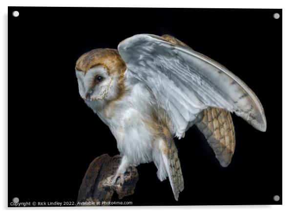 Barn Owl Acrylic by Rick Lindley