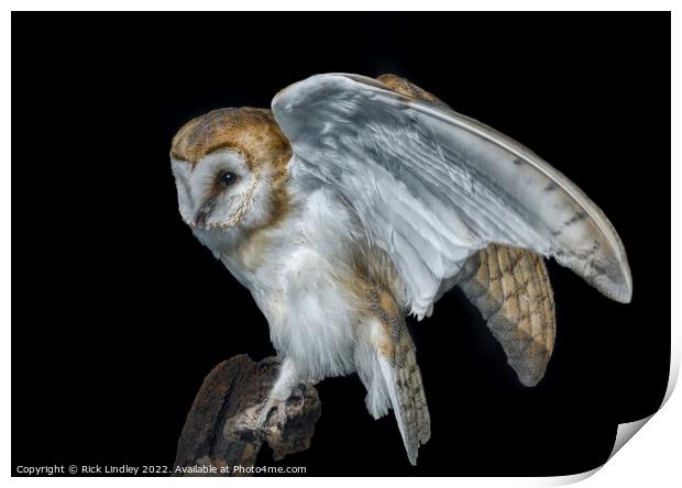 Barn Owl Print by Rick Lindley